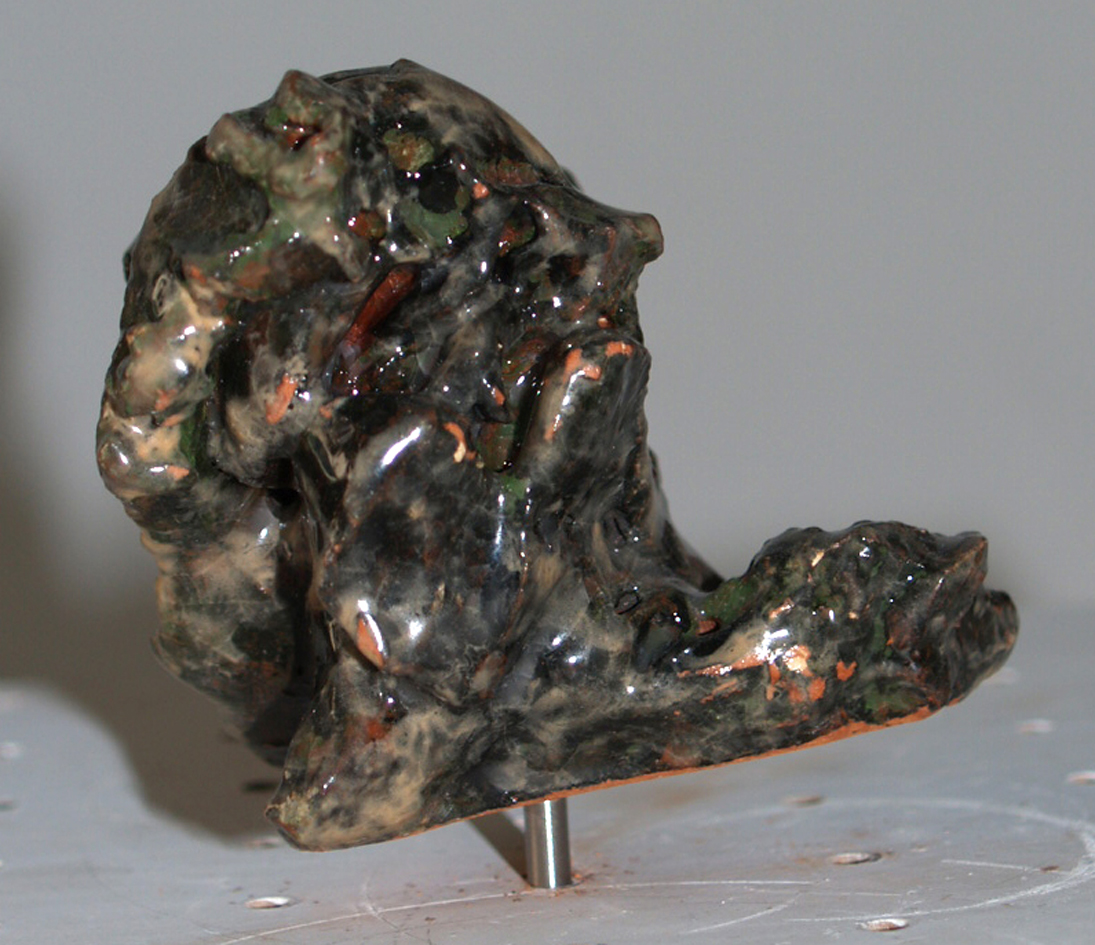 T�te de con d�capit�e et momifi�e.